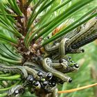 "Raupen" der Kiefernbuschhornblattwespe - Neodiprion sertifer