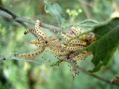 Raupen der Pfaffenhütchen-Gespinstmotte Yponomeuta plumbella