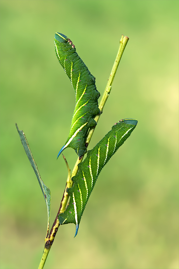 Raupen des Abenspfauenauges