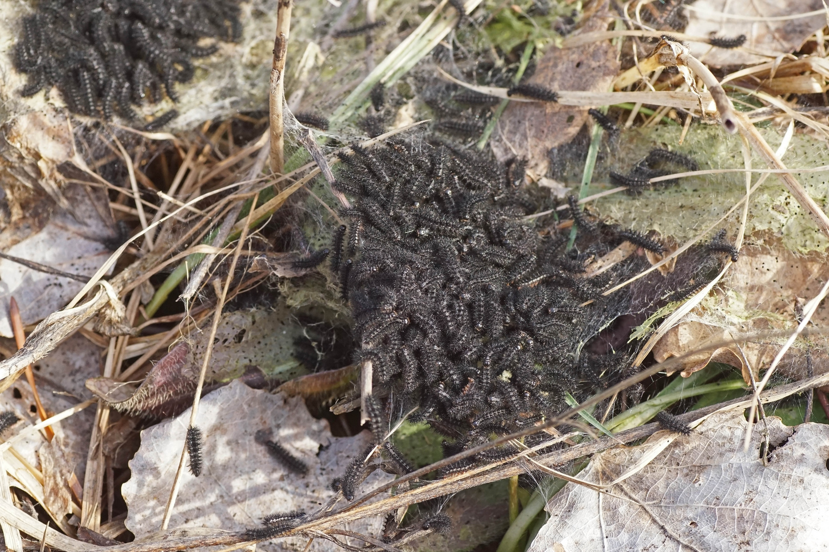 Raupen des Goldenen Scheckenfalters (Euphydryas aurinia)