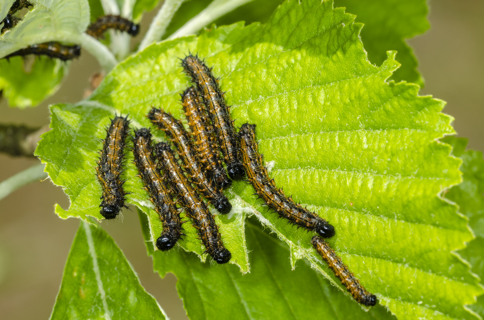 Raupen des Großen Fuchs (Nymphalis polychloros)