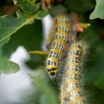 Raupen des Mondflecks (Phalera bucephala) an einer Eiche