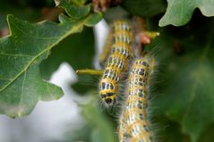 Raupen des Mondflecks (Phalera bucephala) an einer Eiche