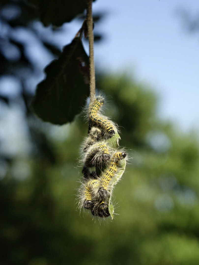 Raupen des Mondvogels