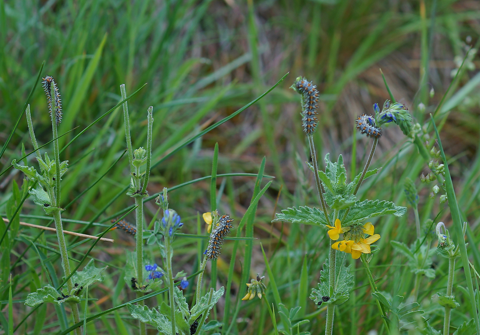 Raupen des Roten Scheckenfalter (Melitaea didyma)