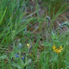 Raupen des Roten Scheckenfalter (Melitaea didyma)