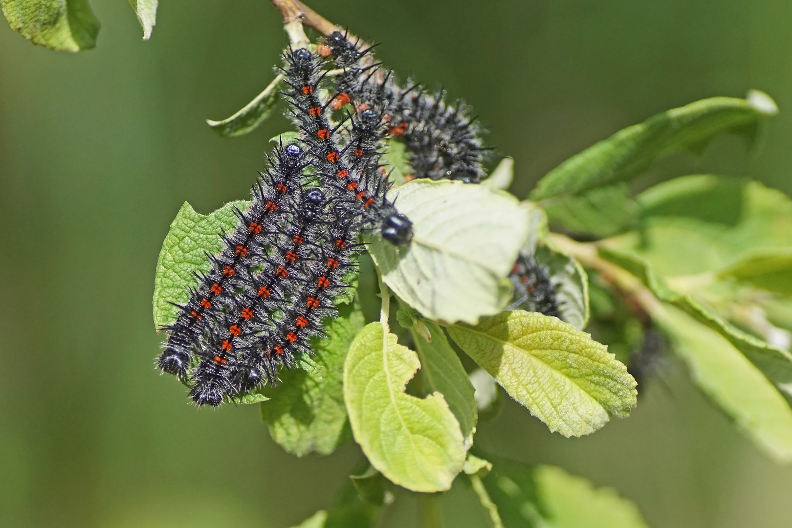 Raupen des Trauermantel (Nymphalis antiopa)