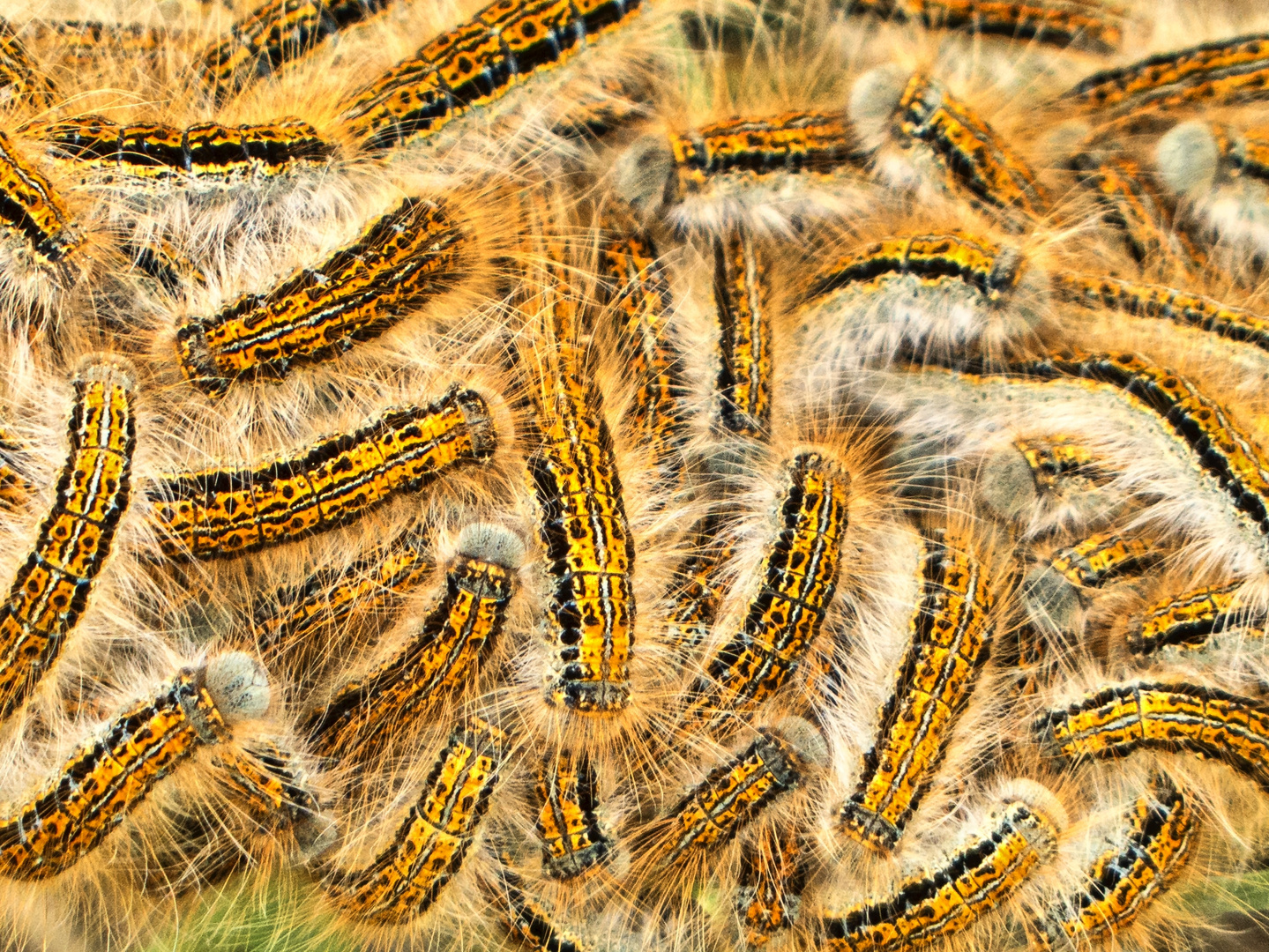 Raupen des Wolfsmilchspinners (Malacosoma castrensis)