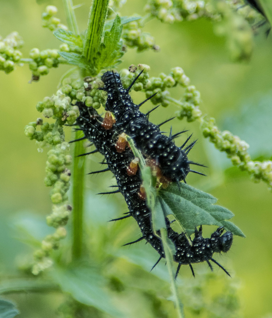 Raupen eines Tagpfauenauges Foto & Bild tiere, wildlife