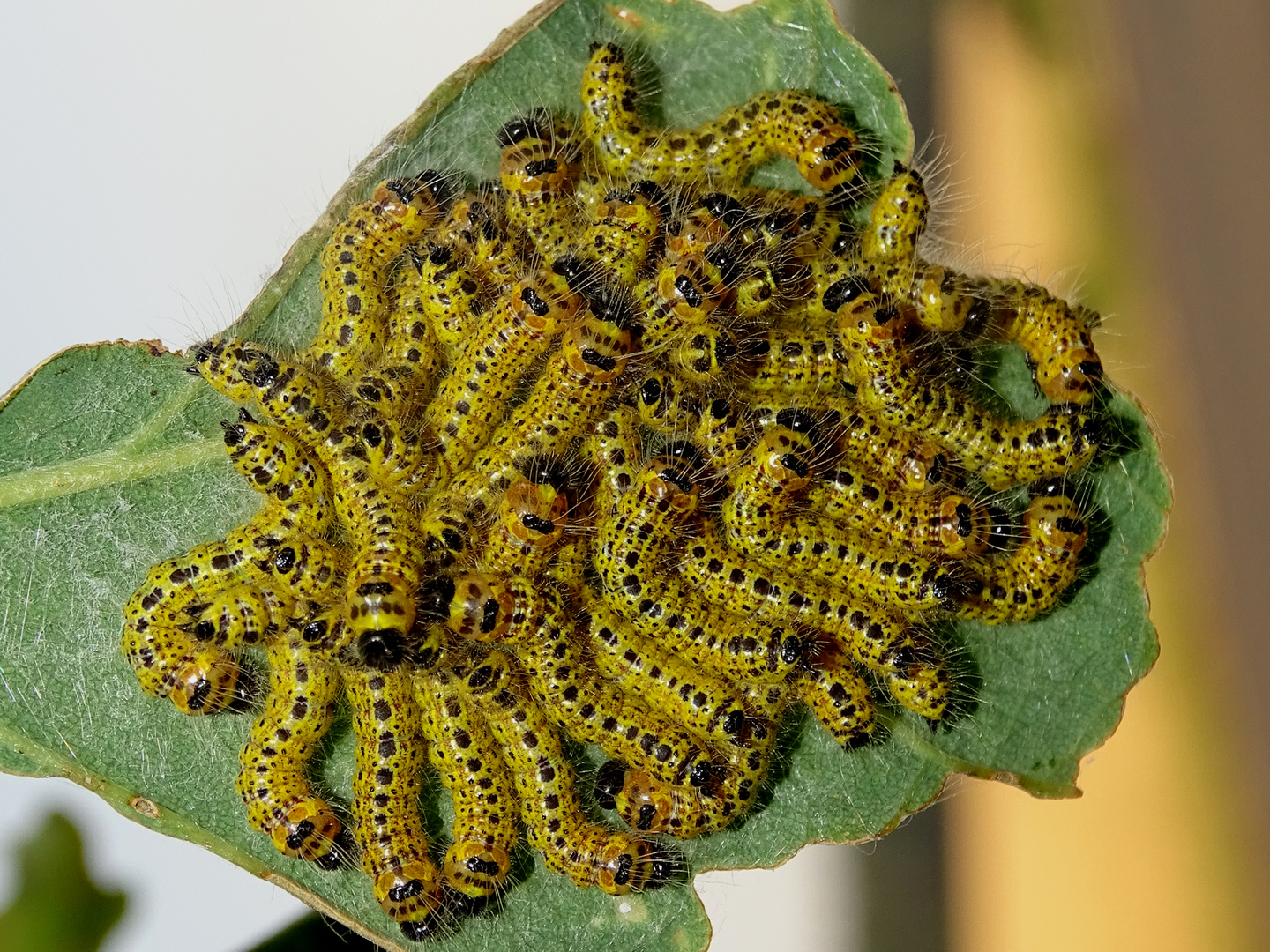 Raupen Gelb  ( Mondvogel - Nachtfalter )