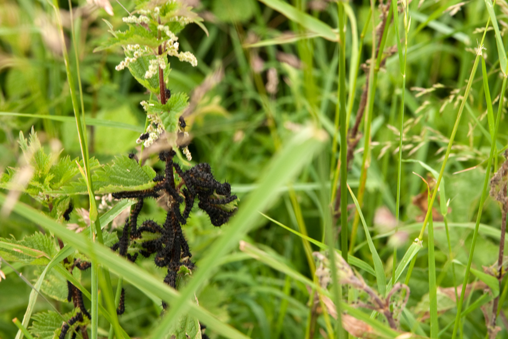 Raupen im Feld