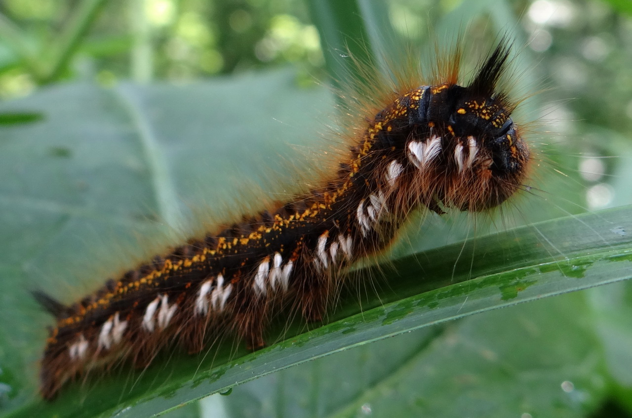 Raupen im Wald