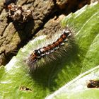 Raupen - Raupe des Schwan (Euproctis similis)