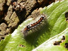 Raupen - Raupe des Schwan (Euproctis similis)