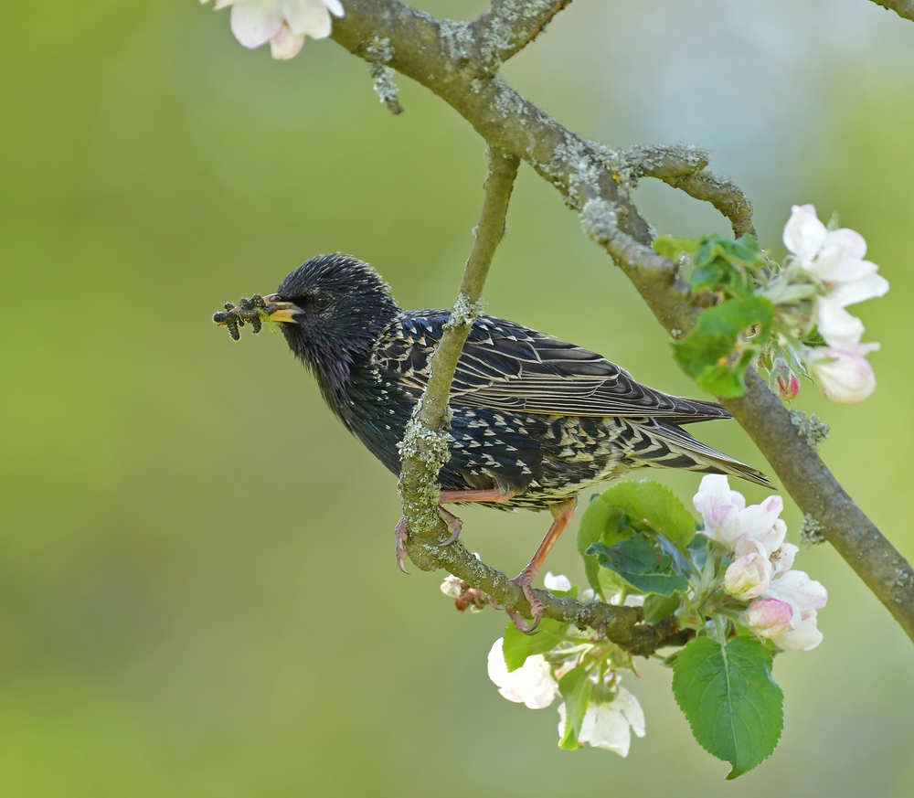 Raupen - Star im Apfelbaum