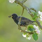 Raupen - Star im Apfelbaum