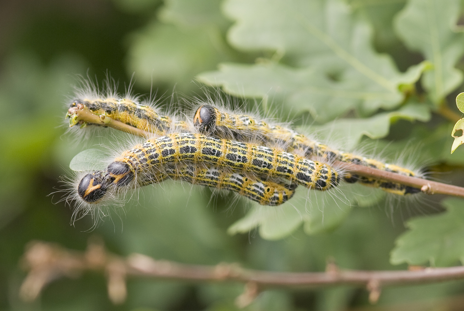 Raupen vom Mondvogel (Phalera bucephala)