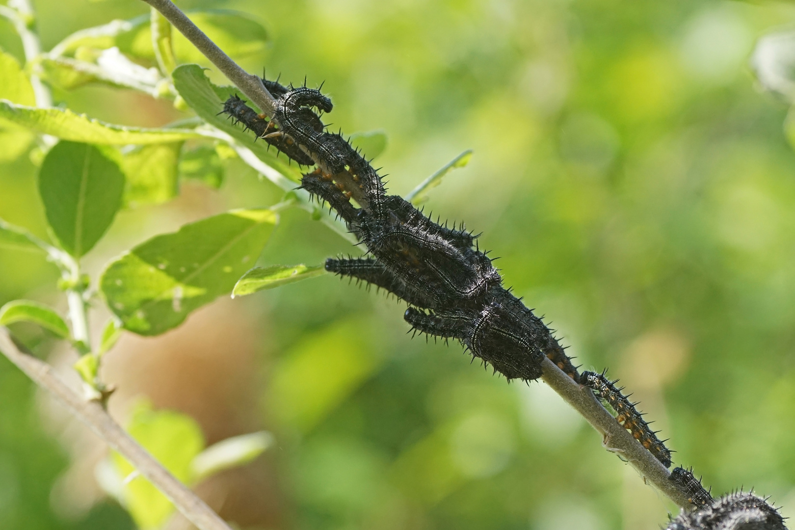 Raupen vom Östlichen Großen Fuchs (Nymphalis xanthomelas)