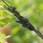 Raupen vom Östlichen Großen Fuchs (Nymphalis xanthomelas)