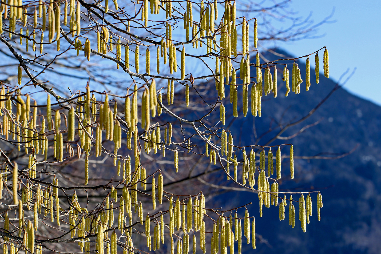 "Raupen"-Vorhang im Vorfrühling