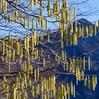 "Raupen"-Vorhang im Vorfrühling