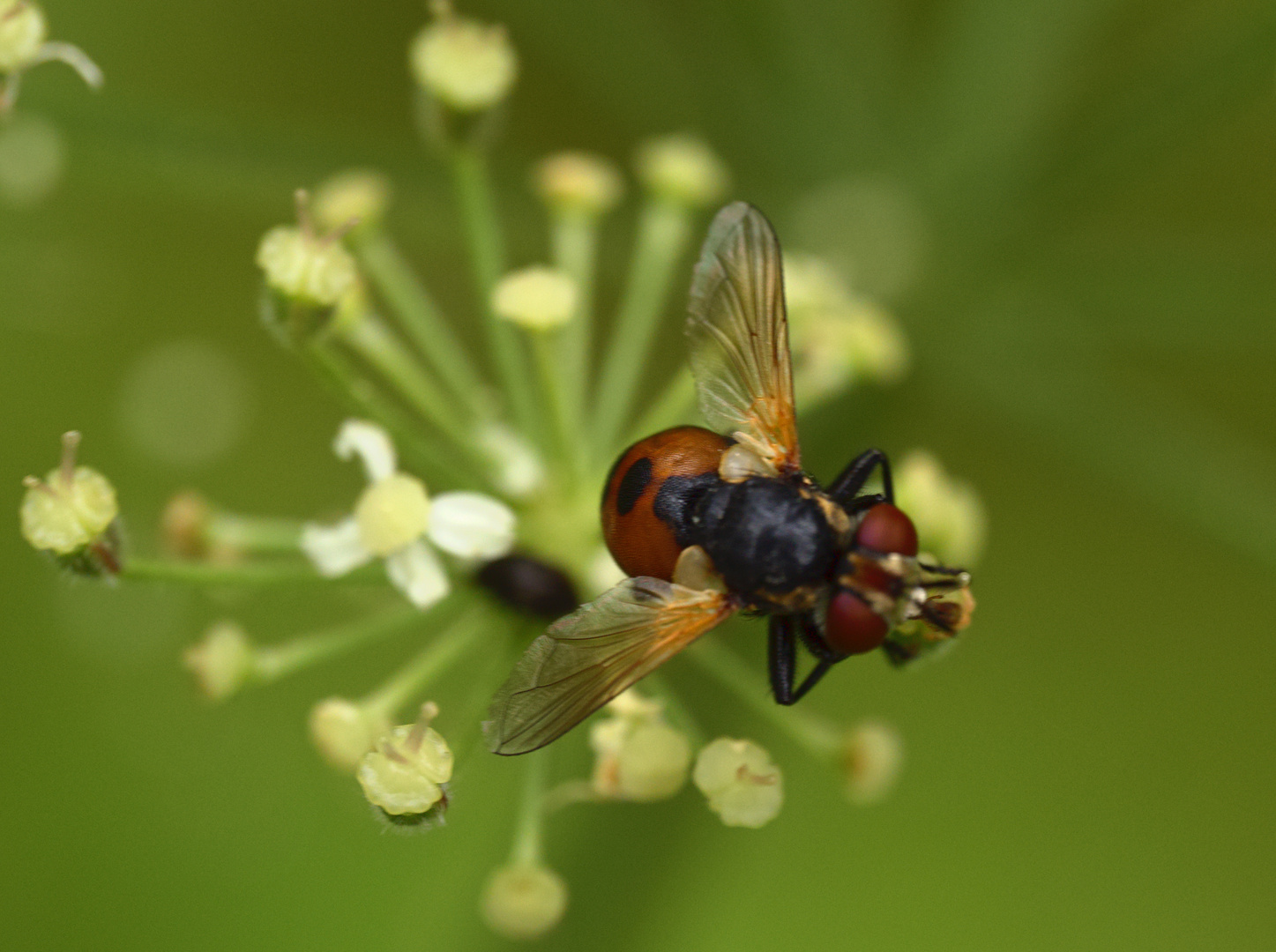 Raupenfliege