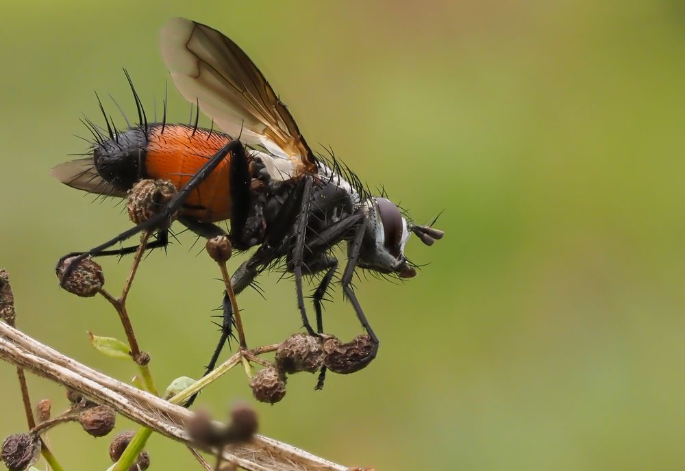 Raupenfliege Foto & Bild fliegen, insekten, wildlife Bilder auf