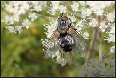 Raupenfliege