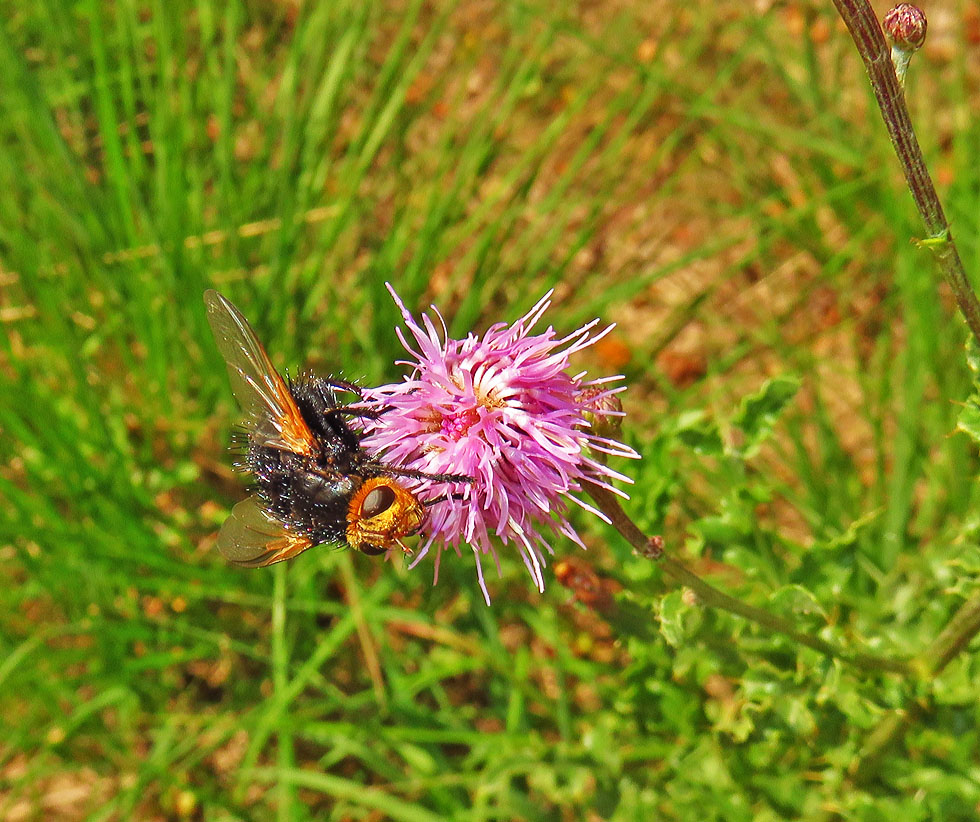 Raupenfliege