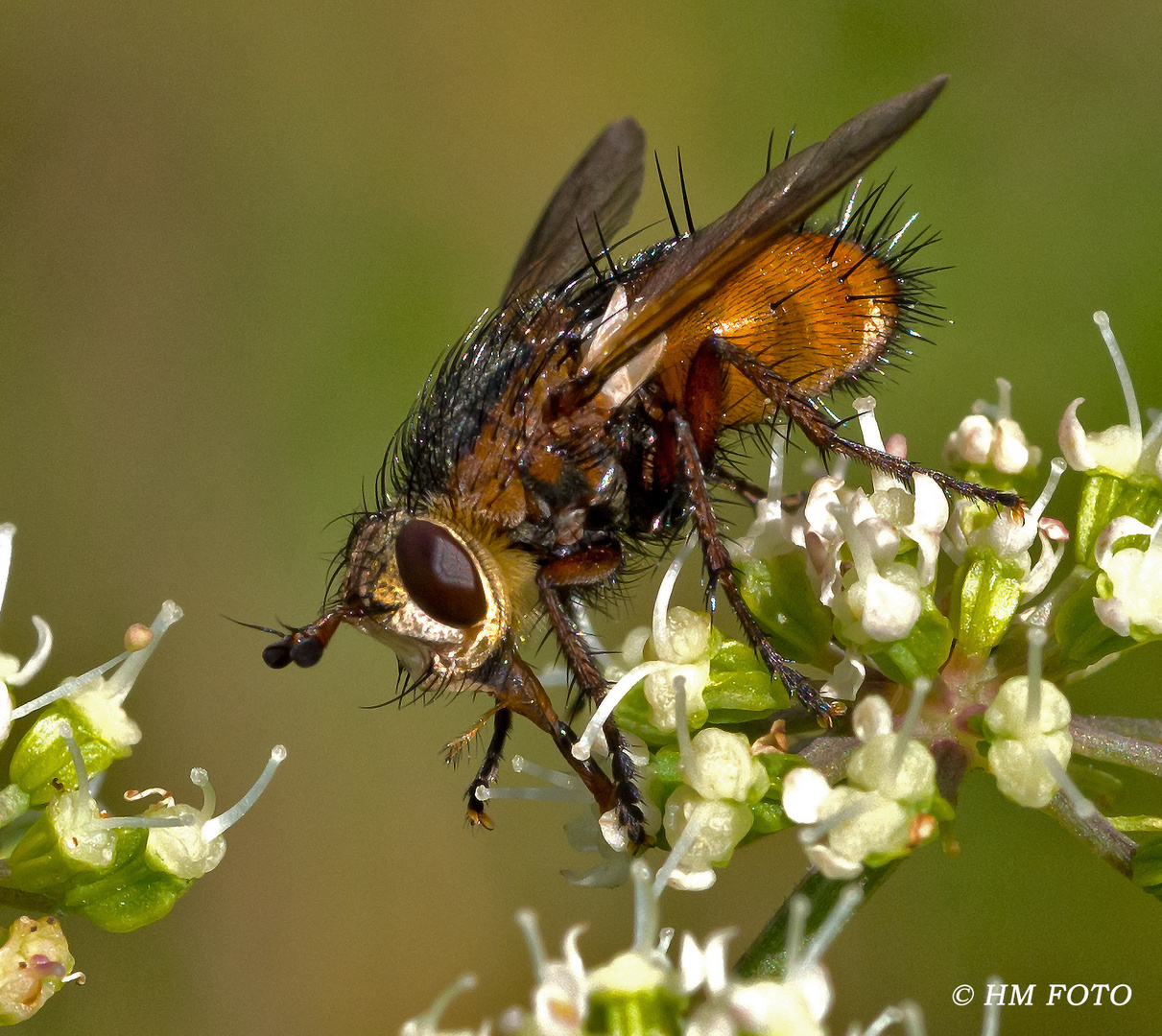 Raupenfliege