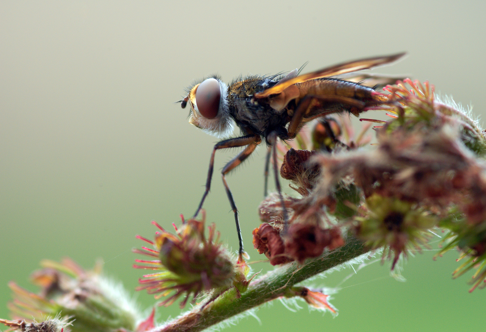 Raupenfliege