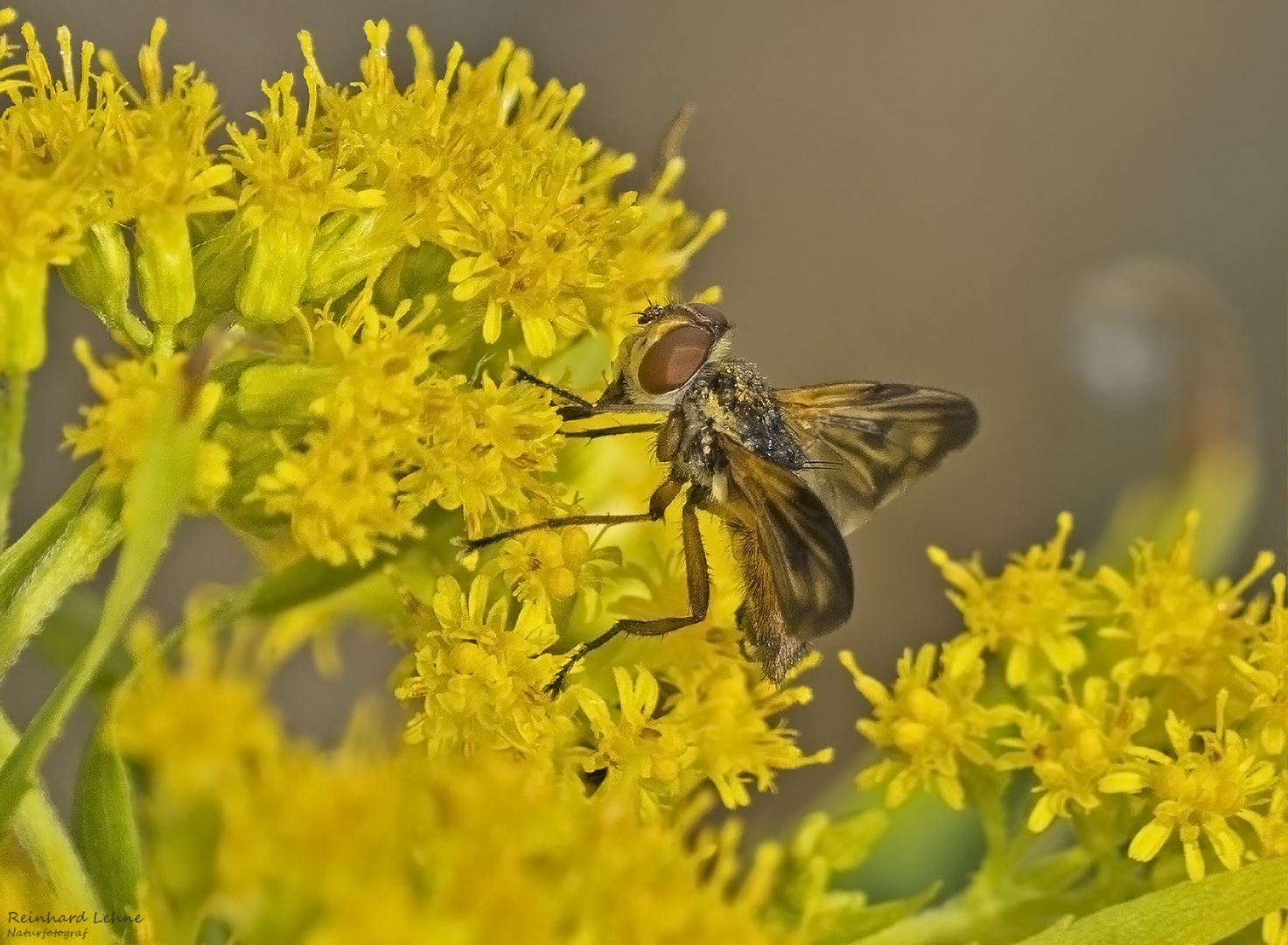 Raupenfliege