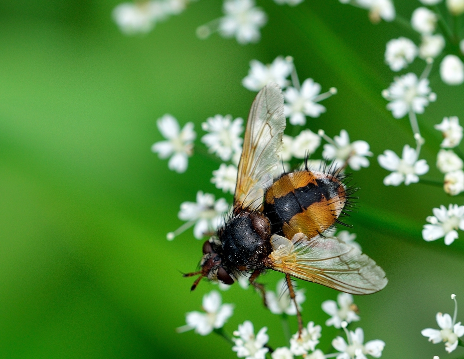 Raupenfliege