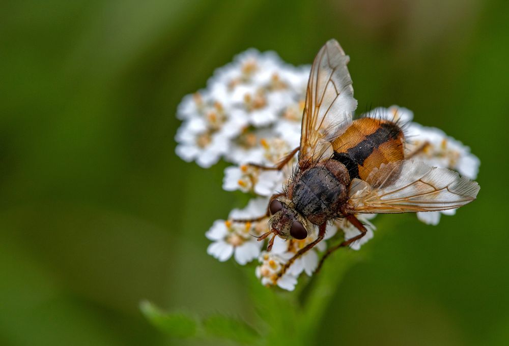 Raupenfliege Foto & Bild | tiere, wildlife, insekten Bilder auf ...