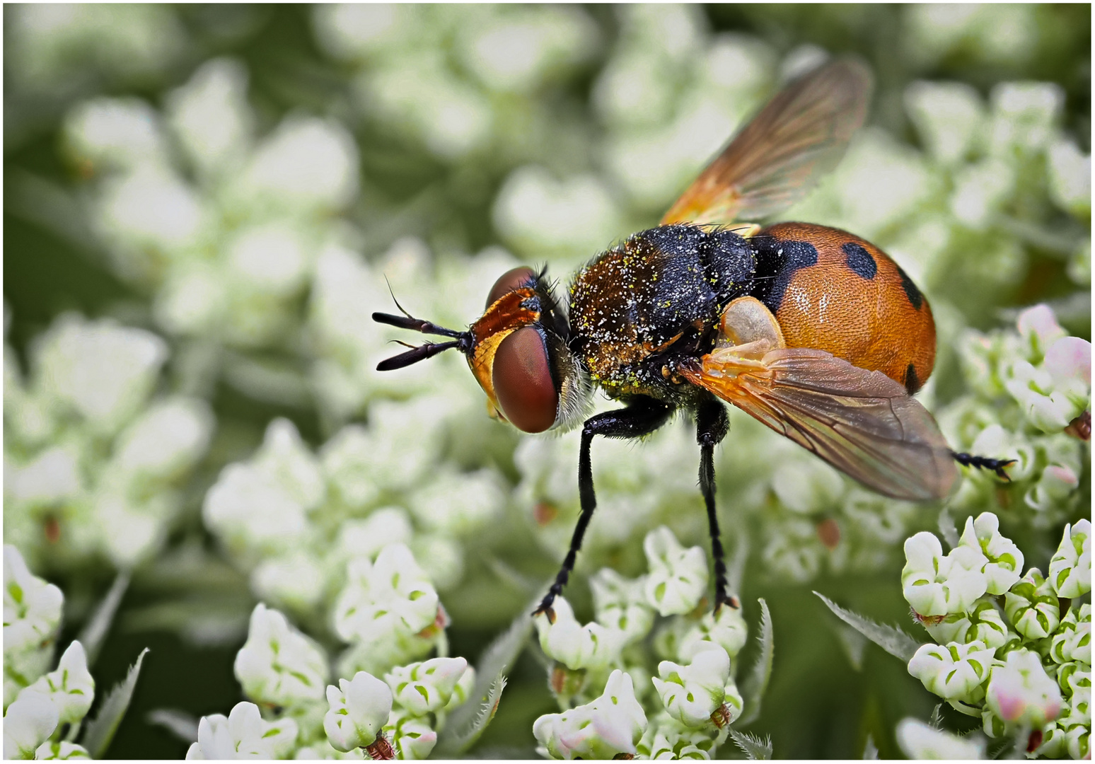 Raupenfliege