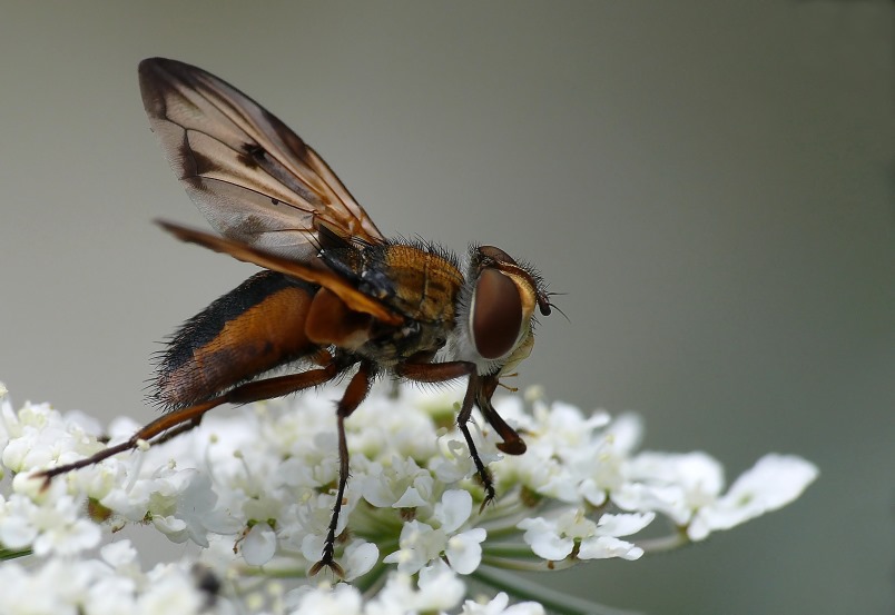 Raupenfliege