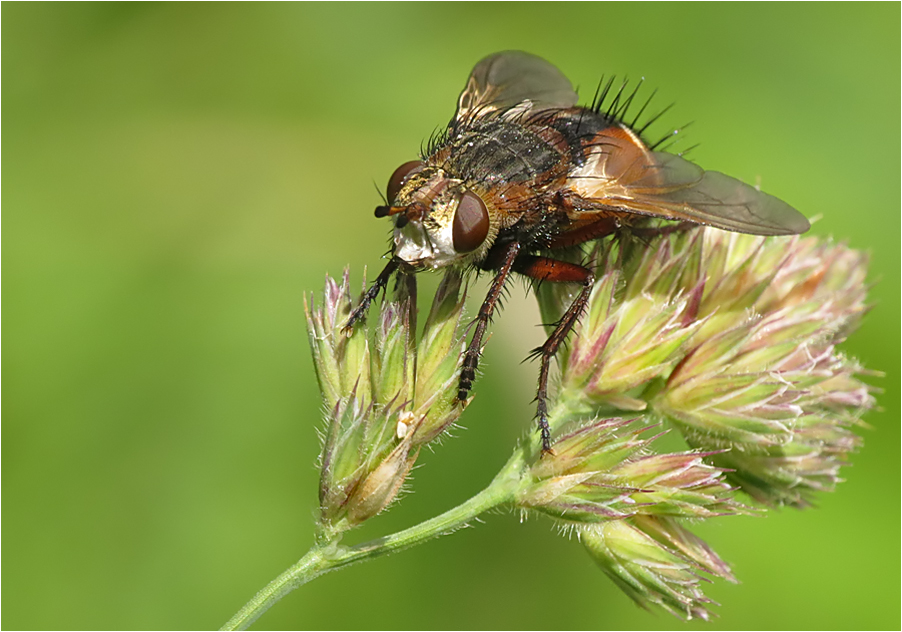  Raupenfliege