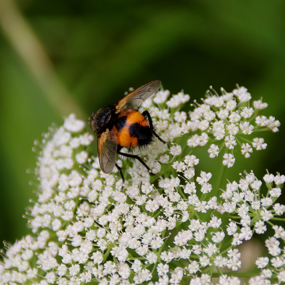 raupenfliege