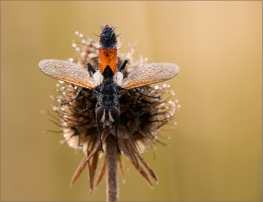 Raupenfliege