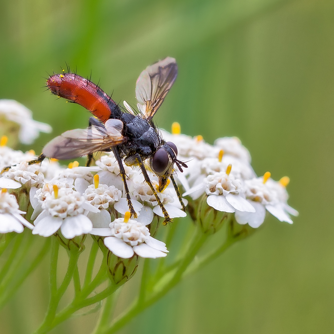 Raupenfliege