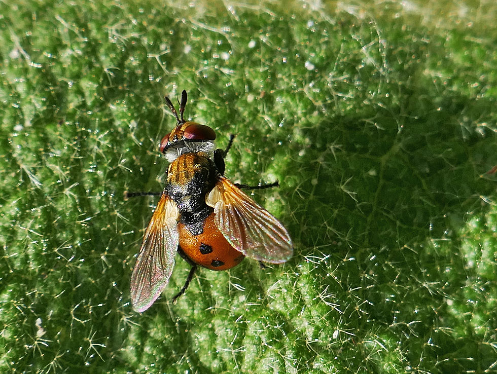 Raupenfliege