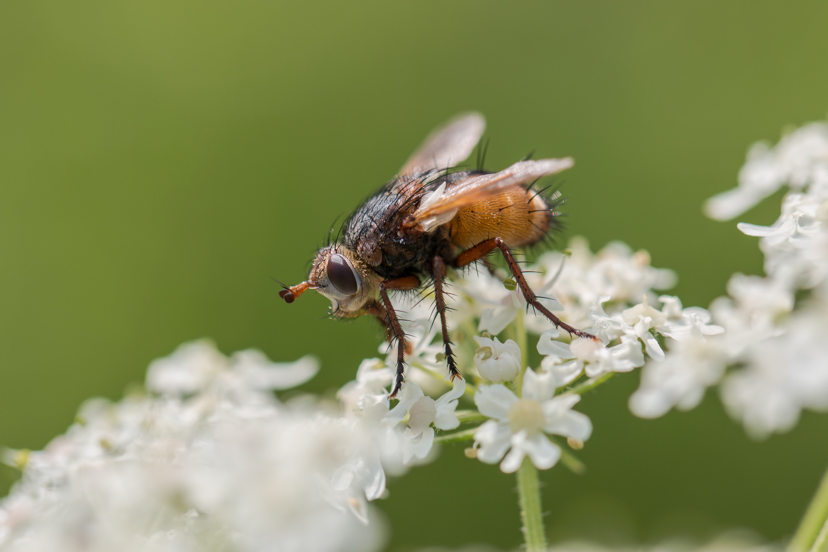 Raupenfliege