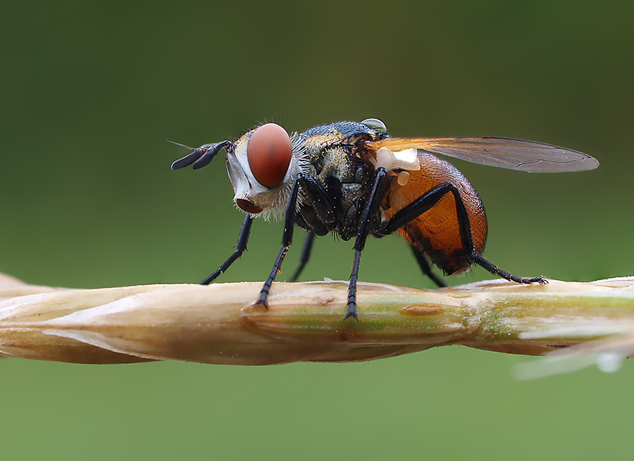 Raupenfliege