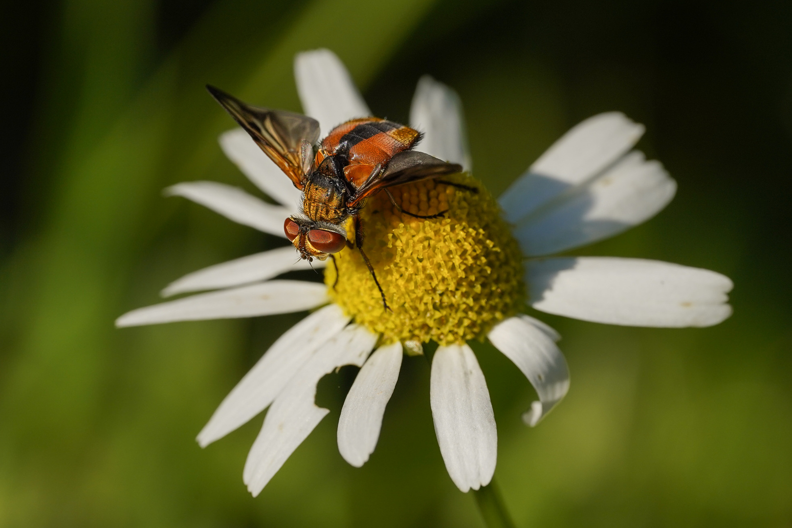 Raupenfliege