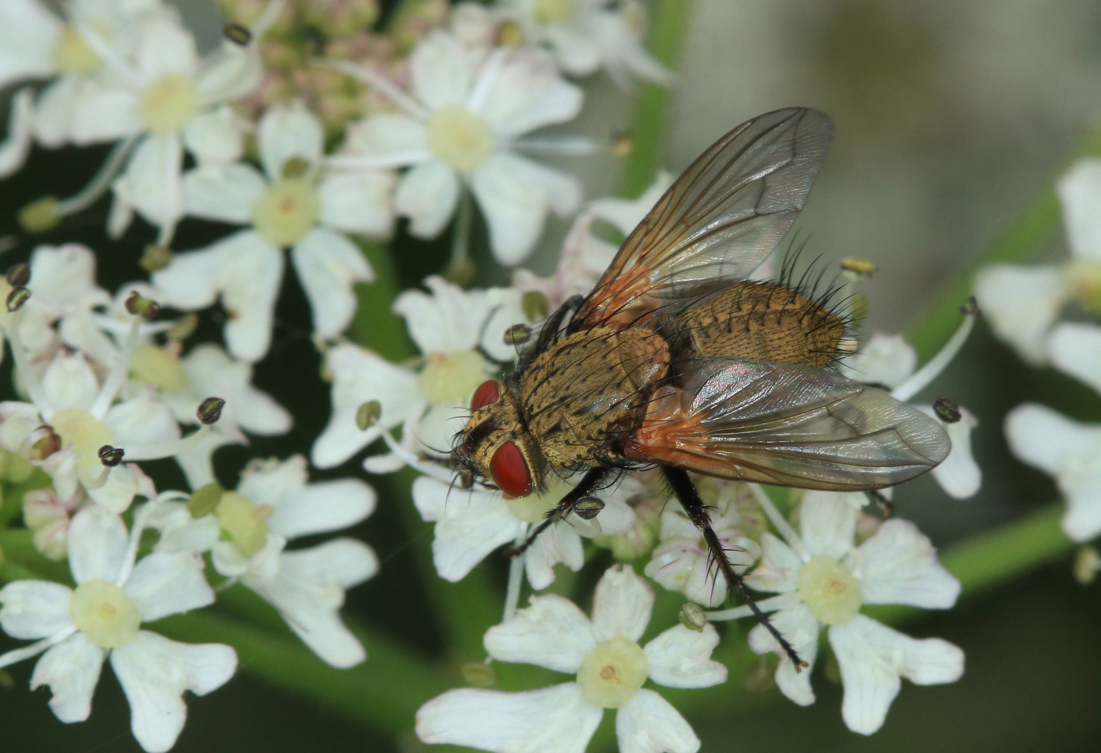 Raupenfliege, Allophorocera ferruginea, Tachinidae