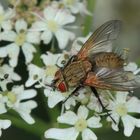 Raupenfliege, Allophorocera ferruginea, Tachinidae