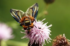 Raupenfliege - Alophora hemiptera