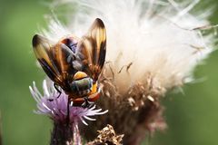 Raupenfliege - Alophora hemiptera (II)