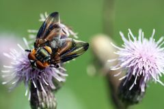 Raupenfliege - Alophora hemiptera (III)