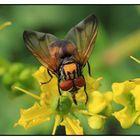 Raupenfliege (Alophora hemiptera) - Männchen